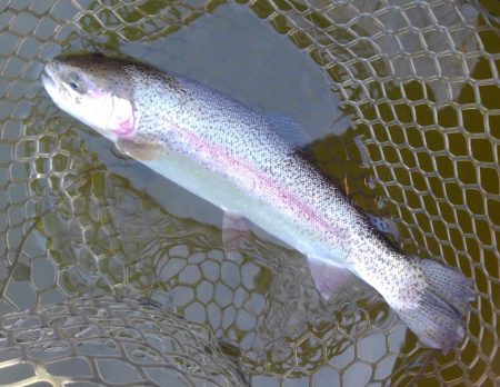 大安トラウトレイク釣果